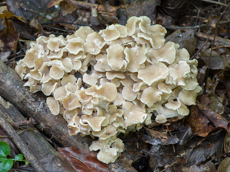 Polyporus umbellatus